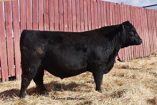 買い誠実 Herd Sires | Stevensons Diamond Dot | Hobson, MT ロッド