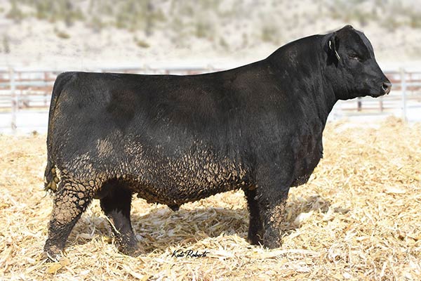 Herd Sires | Stevensons Diamond Dot | Hobson, MT