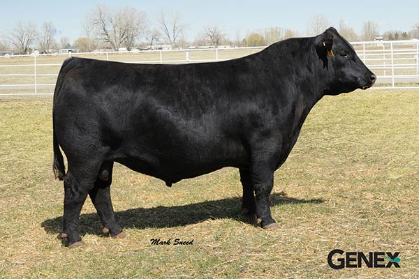 Herd Sires | Stevensons Diamond Dot | Hobson, MT