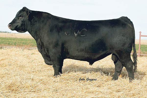 Herd Sires | Stevensons Diamond Dot | Hobson, MT