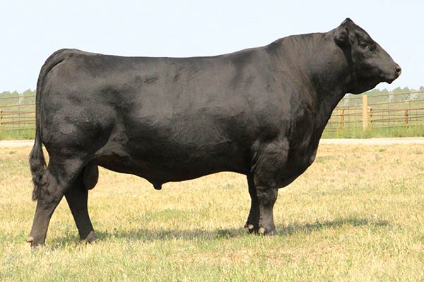 Herd Sires | Stevensons Diamond Dot | Hobson, MT