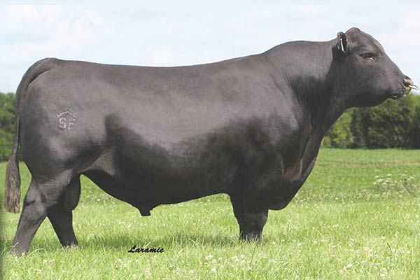 Herd Sires | Stevensons Diamond Dot | Hobson, MT