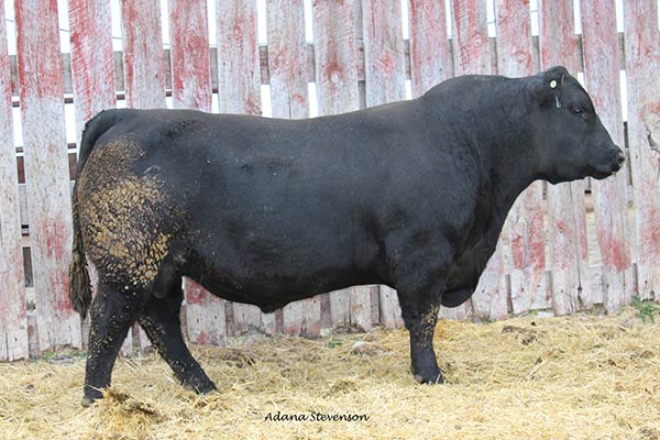 Herd Sires | Stevensons Diamond Dot | Hobson, MT